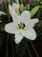 [3458 Bendigo(W08 3107-01) No02.JPG]